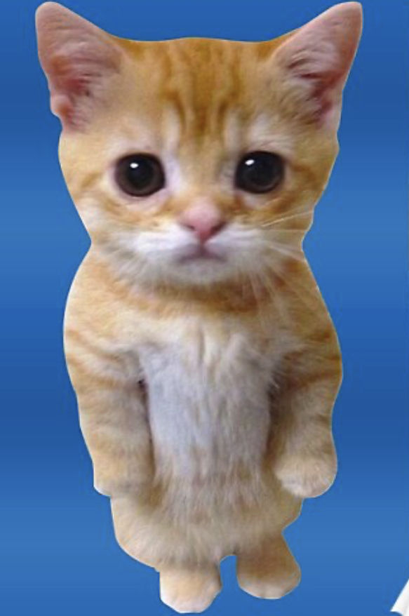 Image uploaded by user