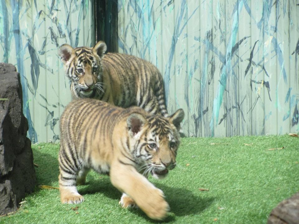 White Tiger Cubs, Playing With Their Mother in the jungle, African Jungle, Befriending A Girl In The Woods, Perfect Hands, Perfect Face, Ful...