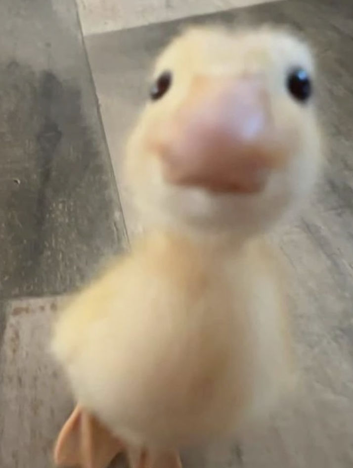 Vivi the duck