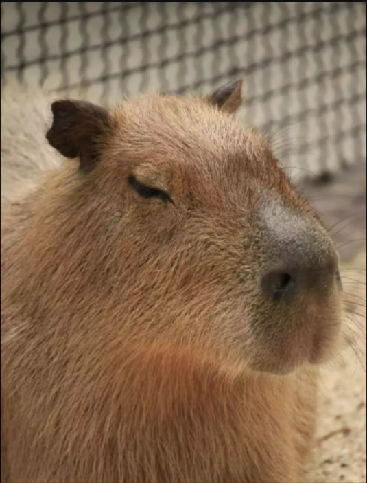 Capybara-AI