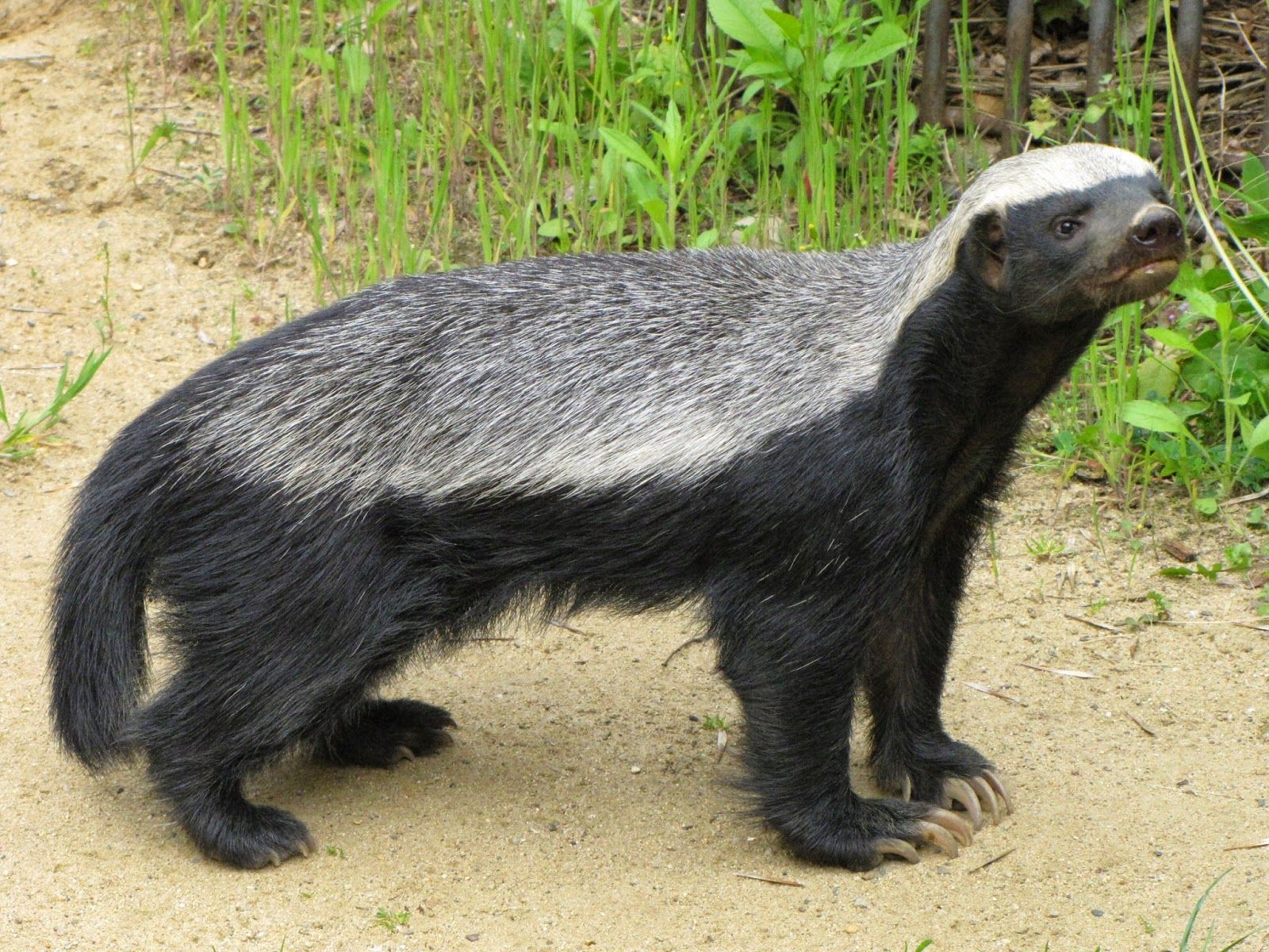 A more realistic Honey Badger in Africa looking ill-tempered