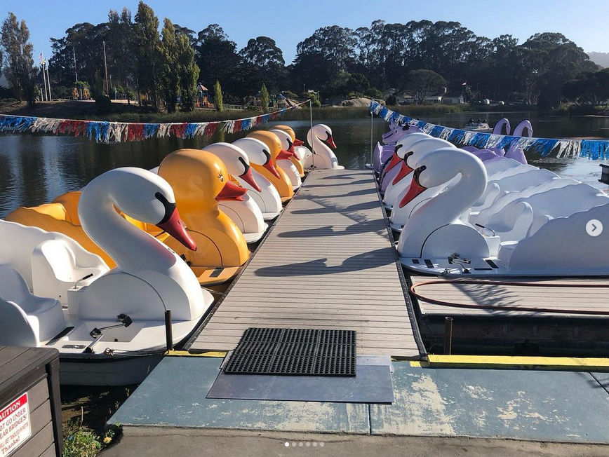 Swan Boats