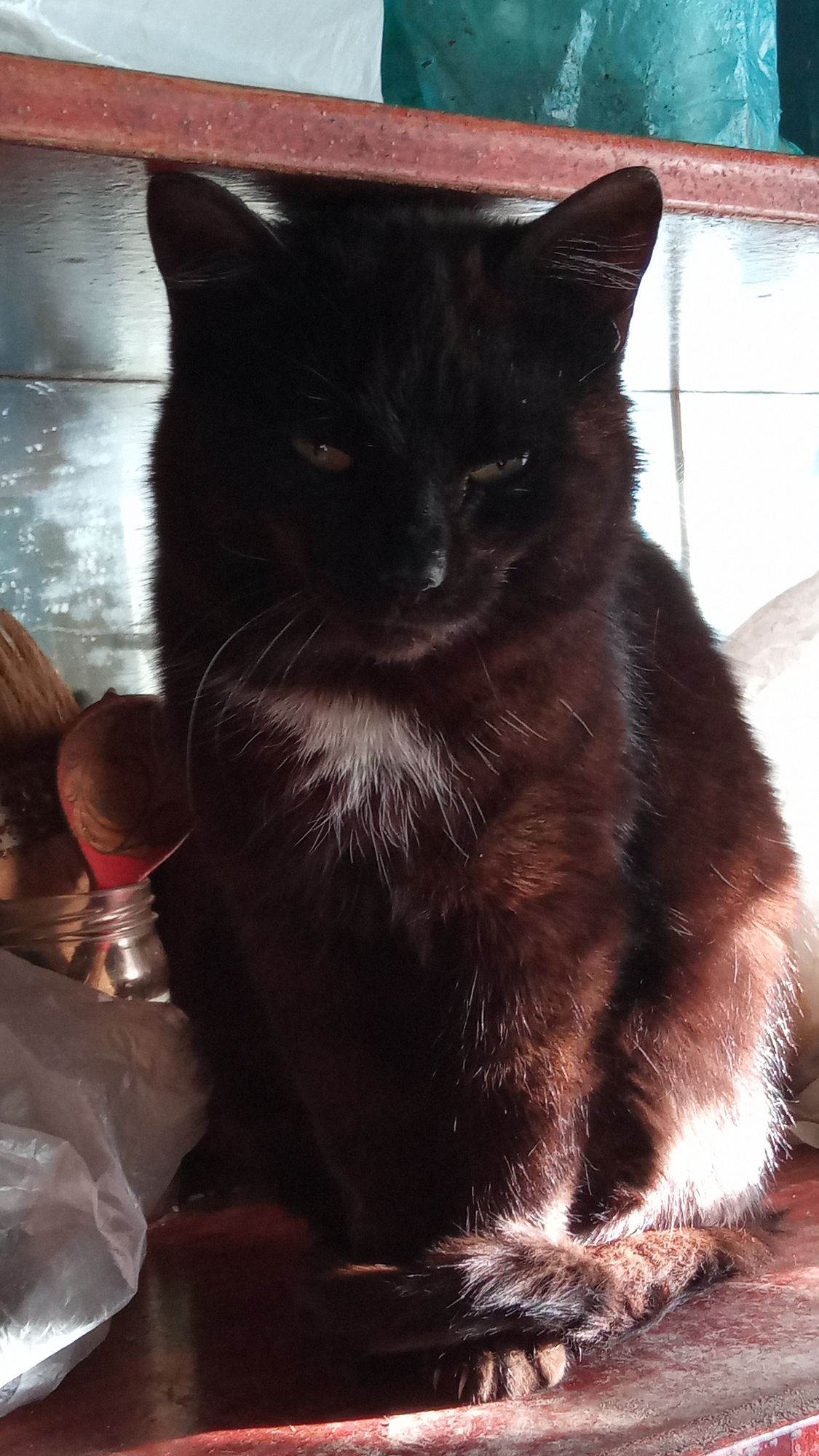 A black lion with a muscular and strong body, a lush mane of red burning flame, and emerald green eyes, a long tail and a light at the tip o...