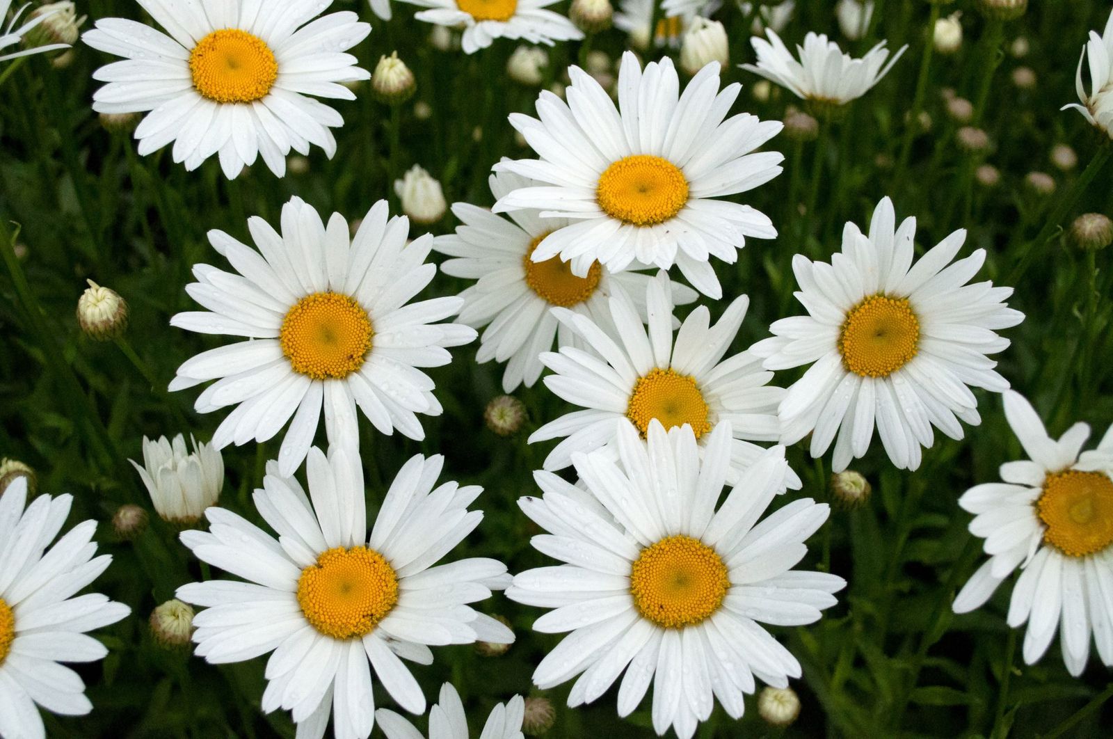 Daisies 