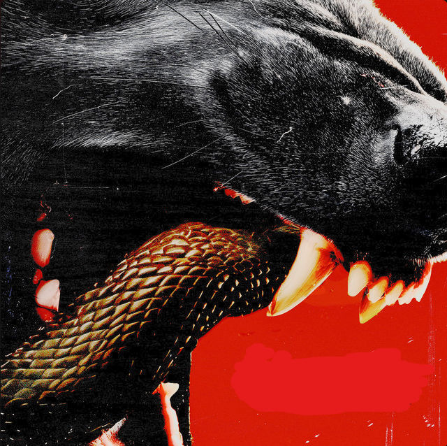 Ultra-close macro shot. Only the lower half of a black wolf’s muzzle and fangs are visible. Focus tightly on the wolf’s open jaws, lips curl...