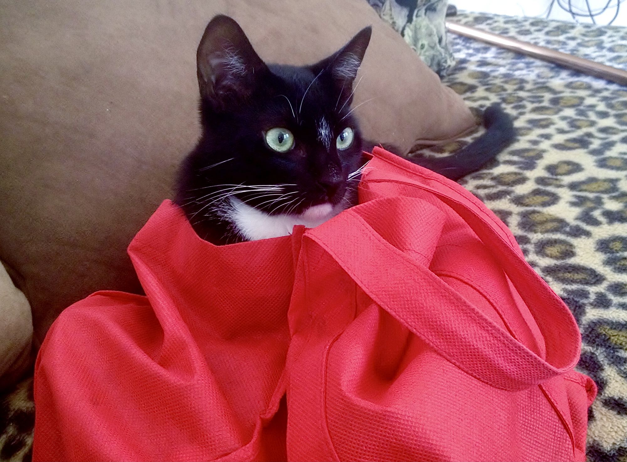 Blackie Returns from exploring the inside of a shopping bag