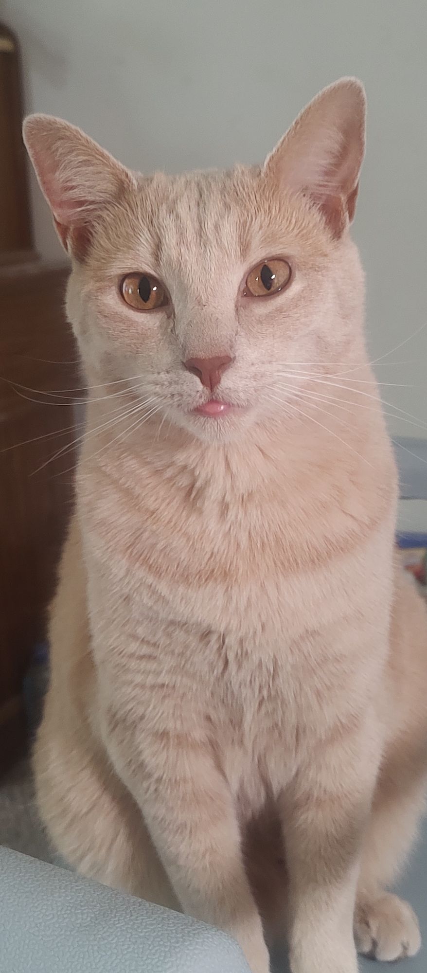 Solid light Blonde adult cat lifting paw, pawing at falling Autumn leaves, sitting in A pile of autumn leaves. Watercolor masterpiece, intri...