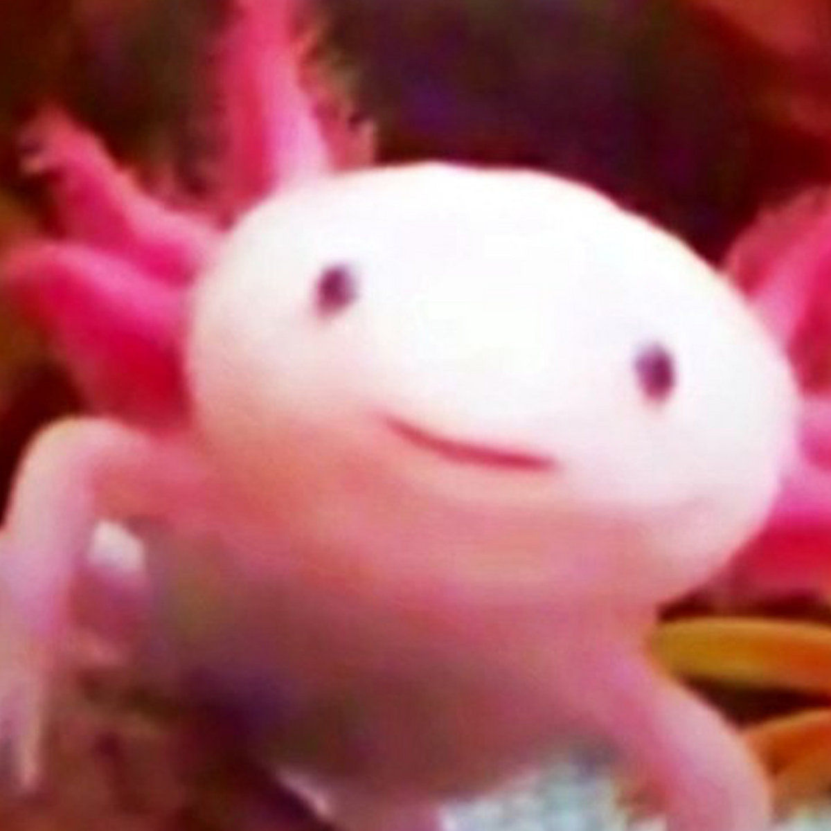 Axolotl