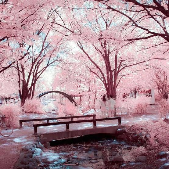 Sakura 
