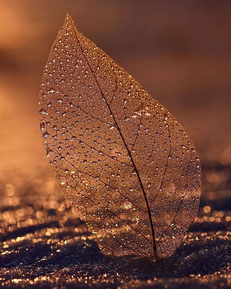 Bilateral symmetry in leaves is when the left and right sides of a leaf mirror each other along a central axis which aids in photosynthesis. 
