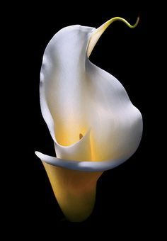 Glowing Calla Lily