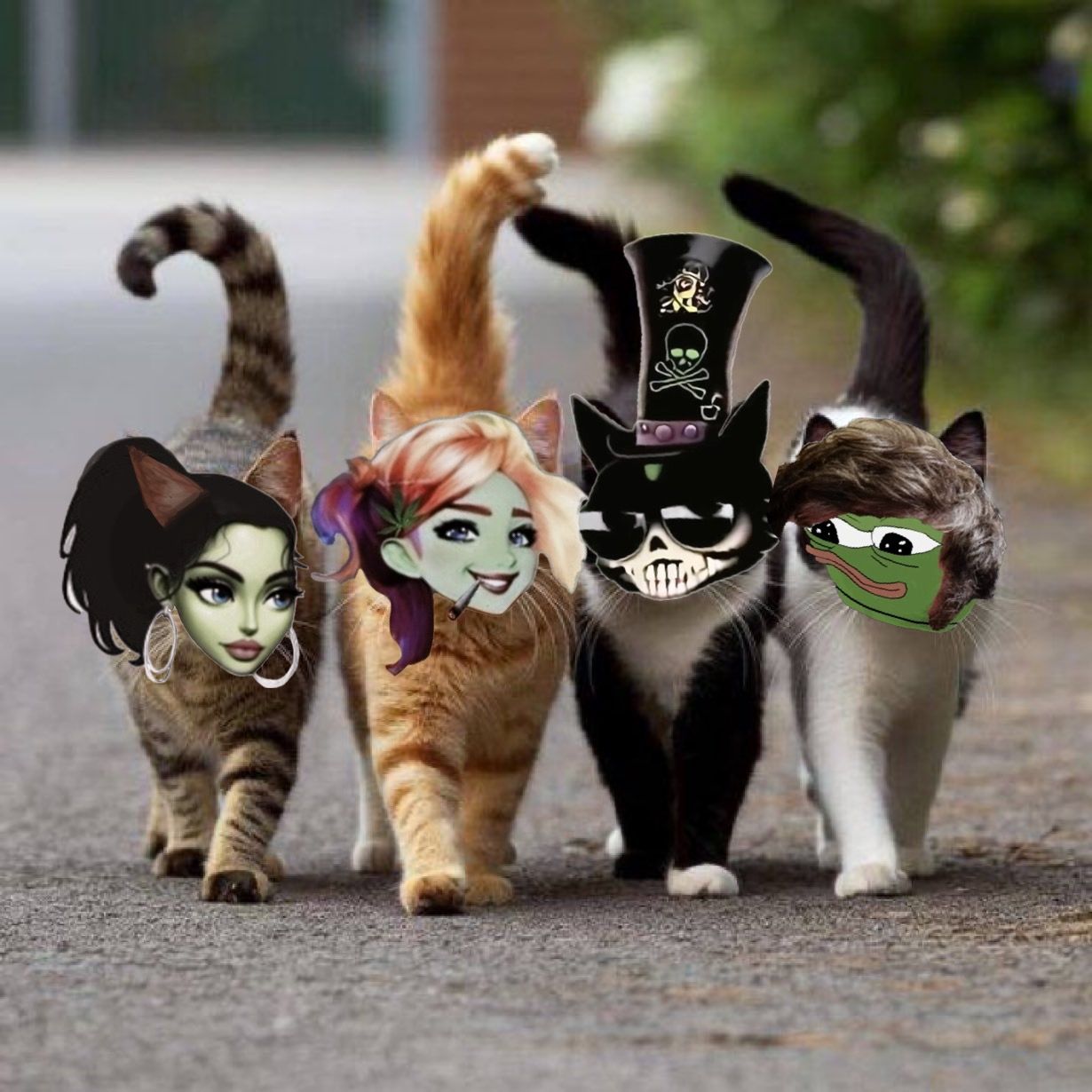 Happy Caturday 🐈‍⬛ #geli #gelidocious #ångelica🪽 #crew 💚  @VampireBrat 🦇 