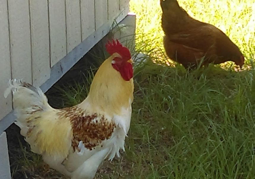 Well...Hello ,my fine feathered Friend