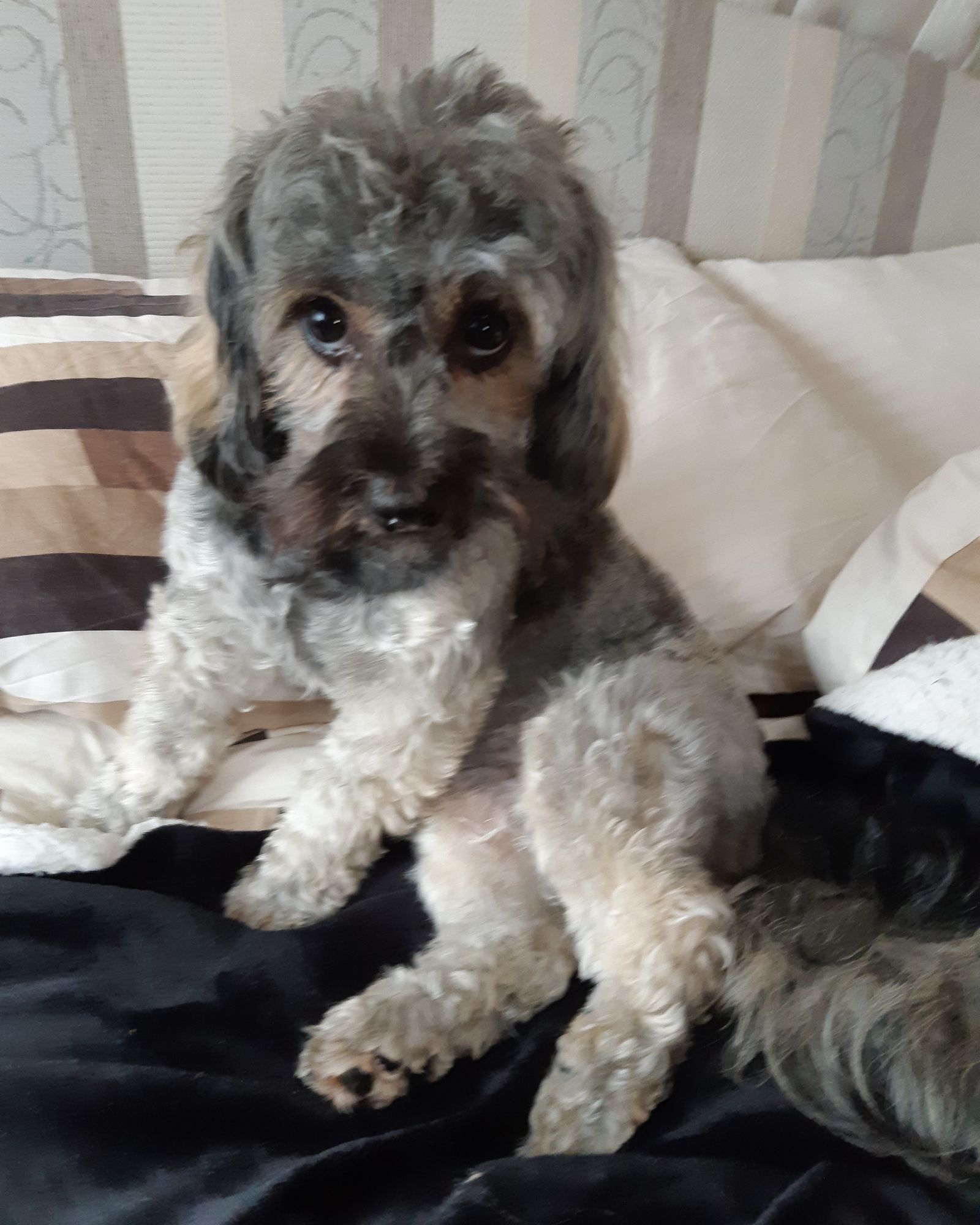 Feathers attacked me