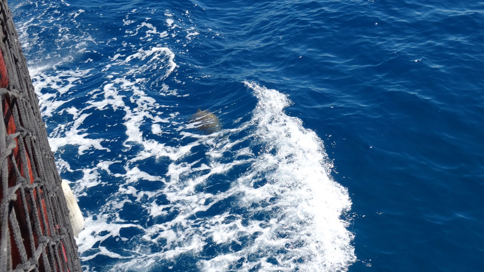 Quack from the heart