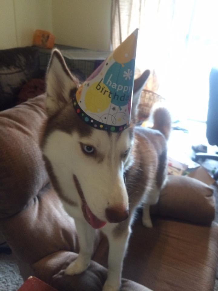 Red husky with birthday hat on, a chipmunk blowing bubbles in the corner. Forest background. Anime art style. 