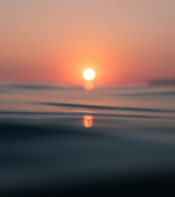 The_1_and_only_Sego_lily