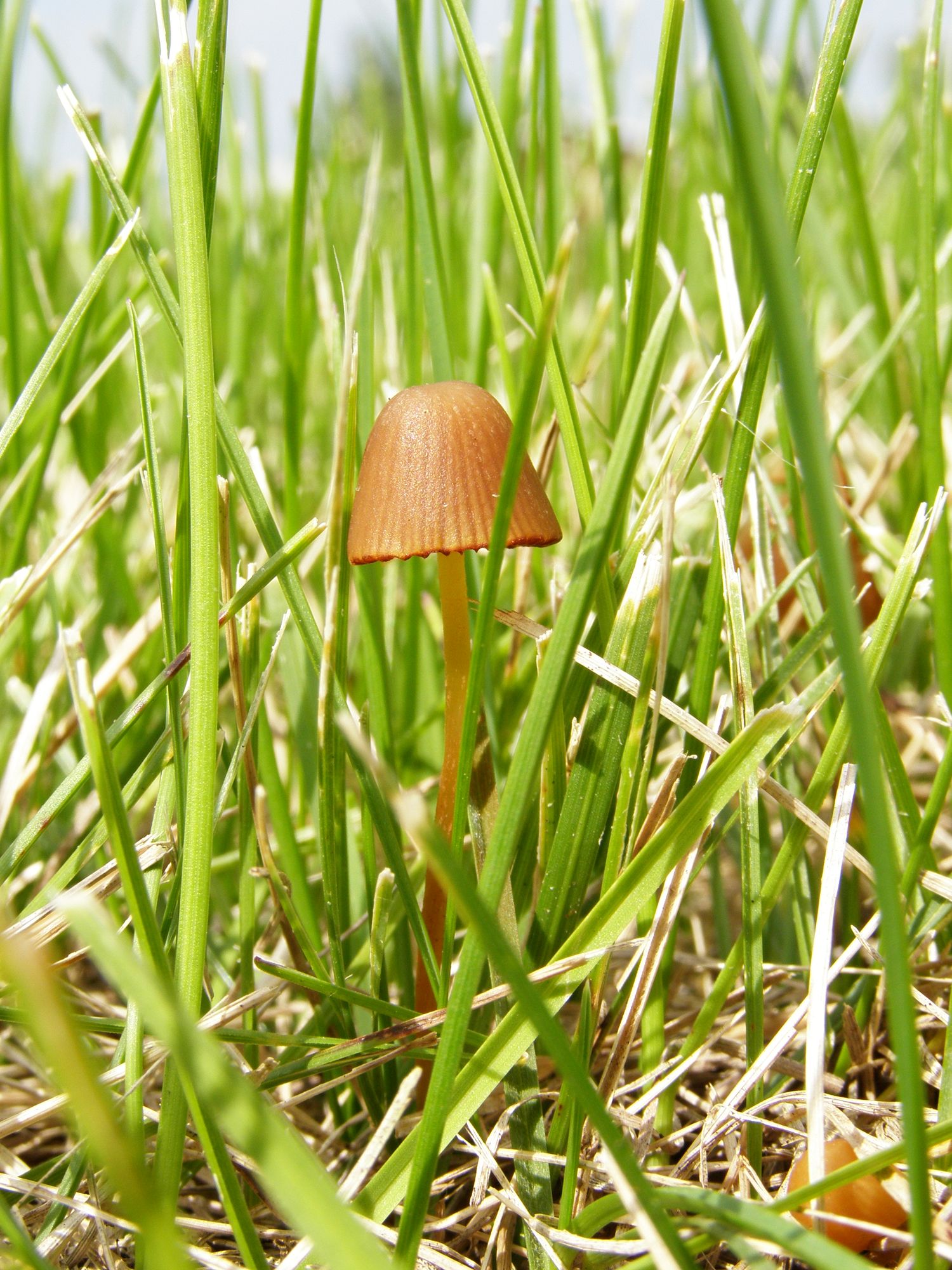 Tiny Mushroom 