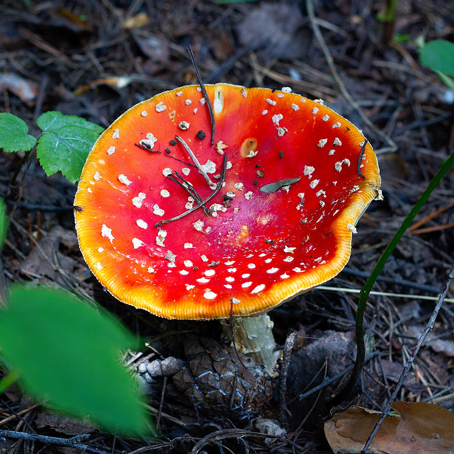 Red fly agaric