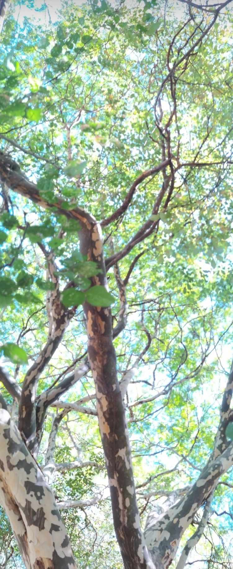 Image uploaded by user