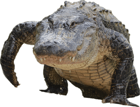 The Great Gator