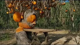 🍊🌳 "Coexisting with the Rotten Orange Fruit Tree Monster: Human Adaptations " 🌳🍊

,


Professional photography, bokeh, natural lighting,...