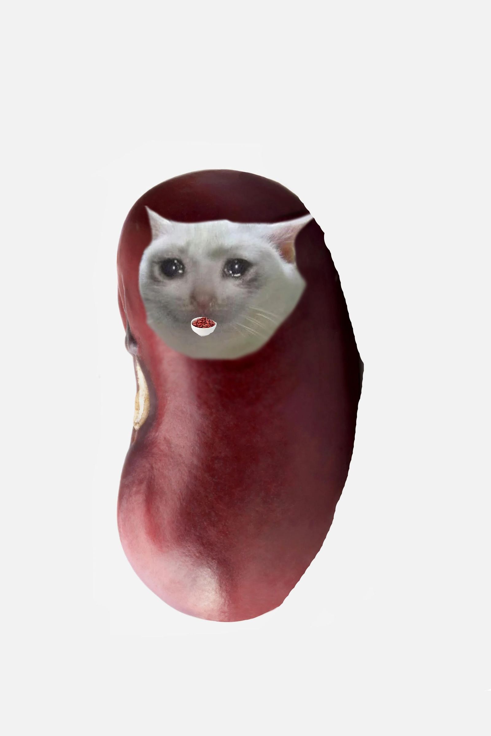 bean cat