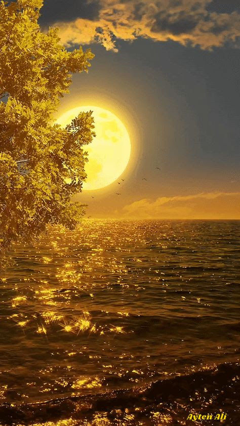 golden sea.sun.tree.