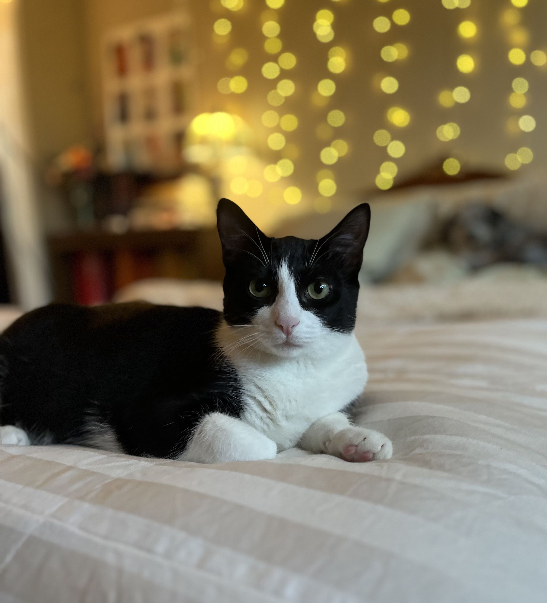 a tuxedo cat sitting on a bed at night with twinkle lights
