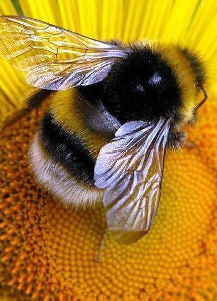 BuzziBee