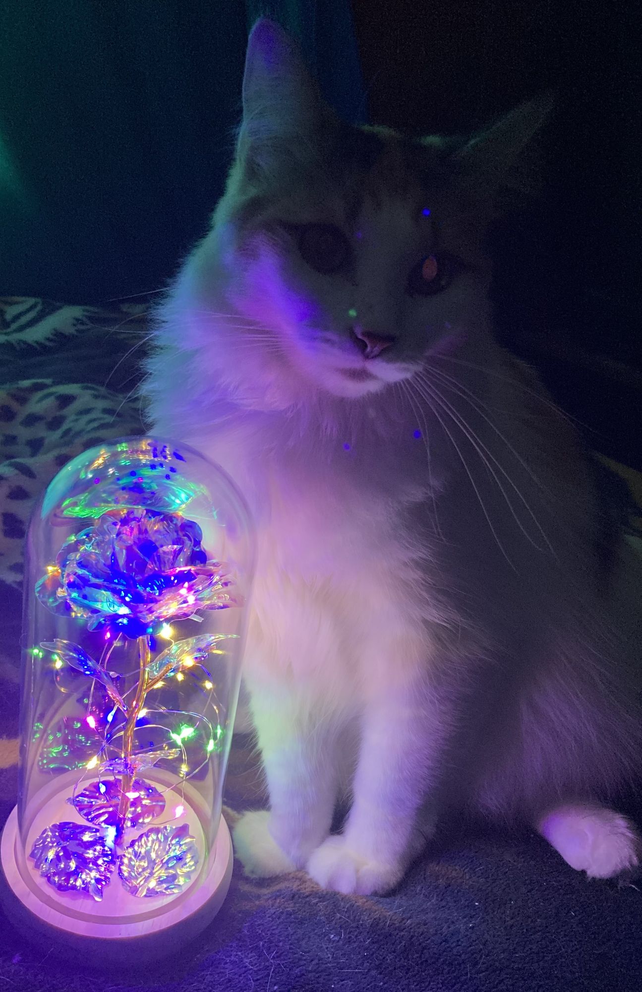 Hyper detailed high definition image of a beautiful fluffy cat setting on a silk pillow gazing into a crystal ball with a shimmering rose in...