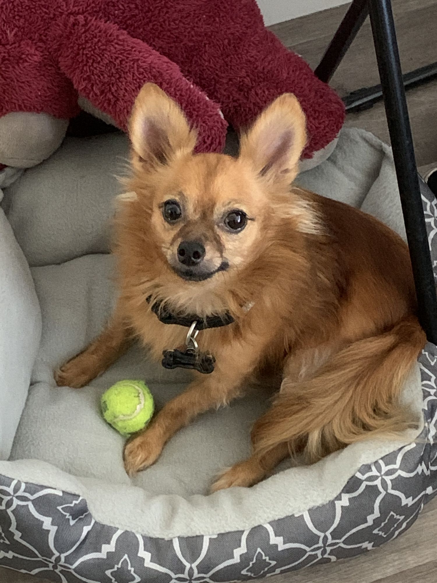 long haired brown chihuahua laying on his bed, angry but cute, pastels colorful radiant 