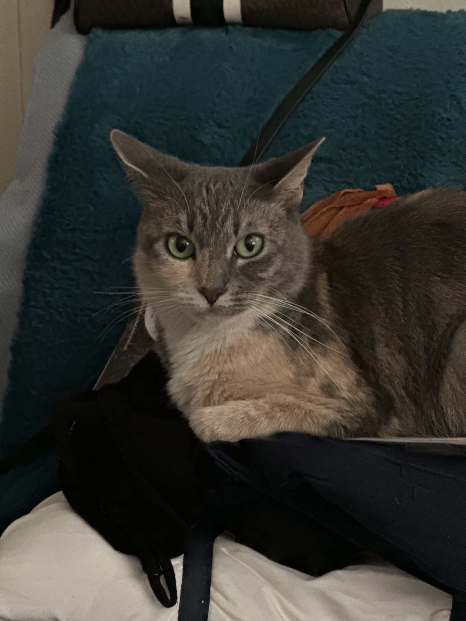 cat is jumping of a door with a smirk on her face. action painting airbrush art 