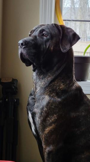 The infernal Richard Tater