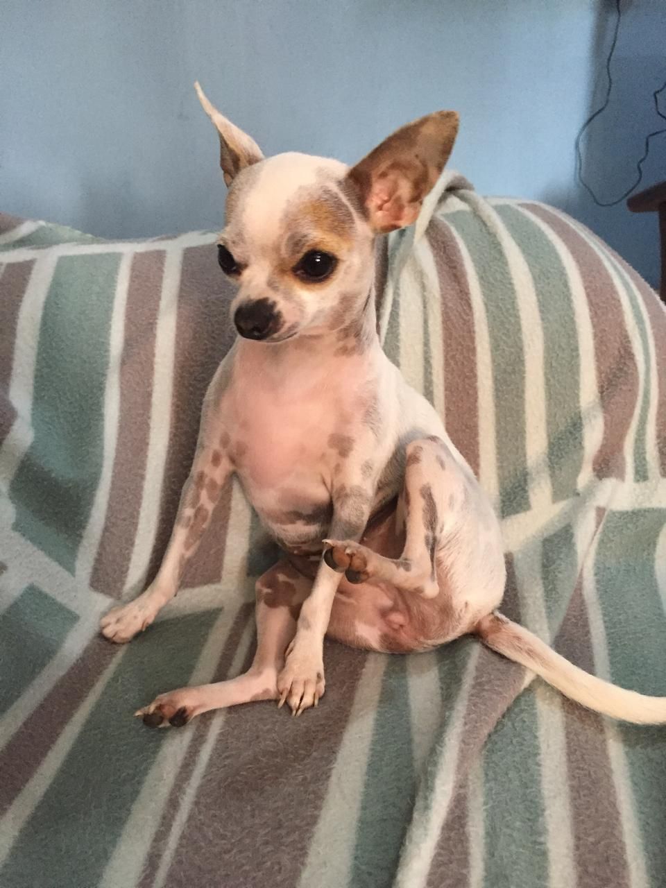 Portrait of Chelita as a guard dog with full combat equipment

