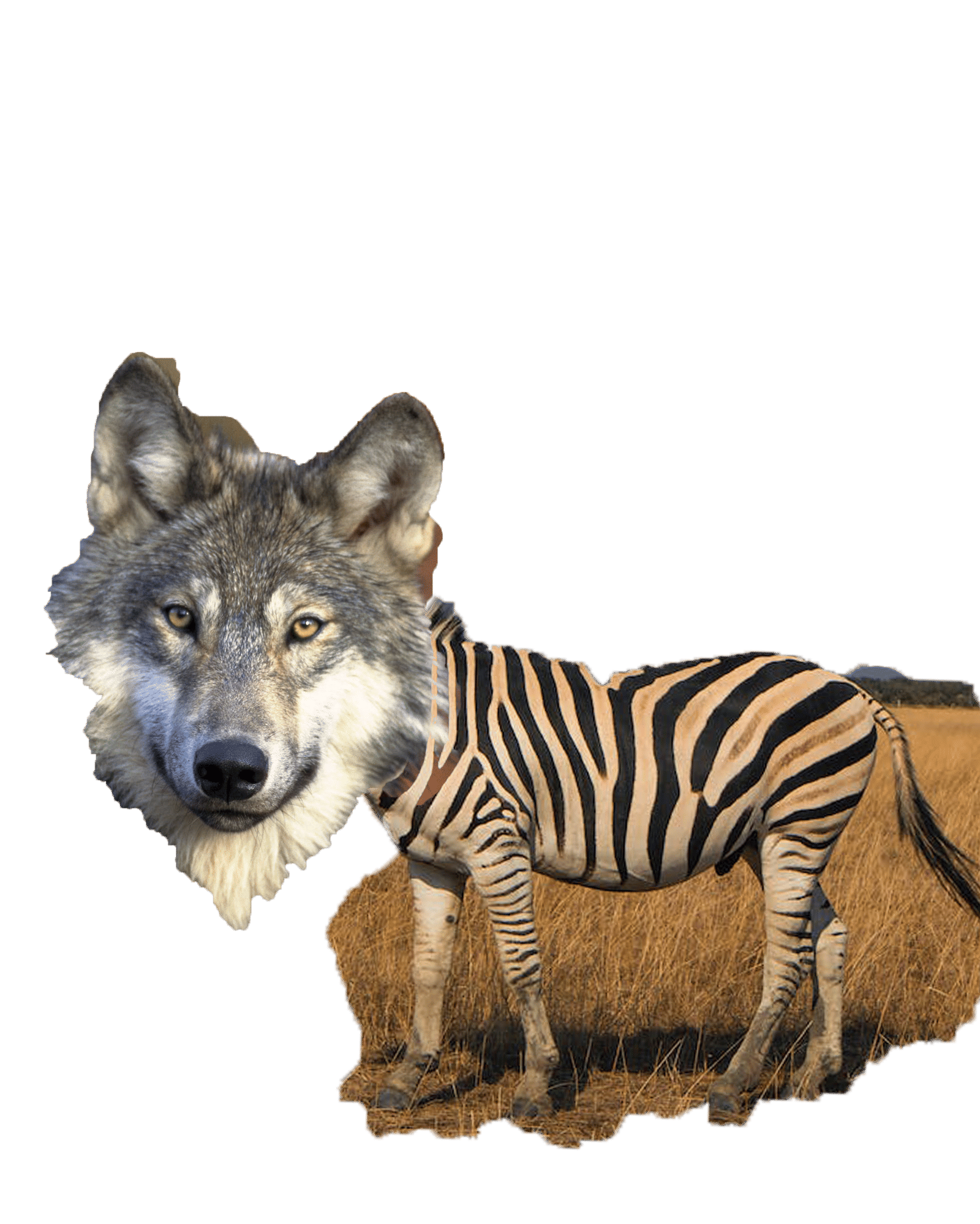 zebra wolf hybrid animal, hybrid animal with with large wolf head and zebra body, zebra wolf hybrid creature in the Serengeti plains, dslr d...