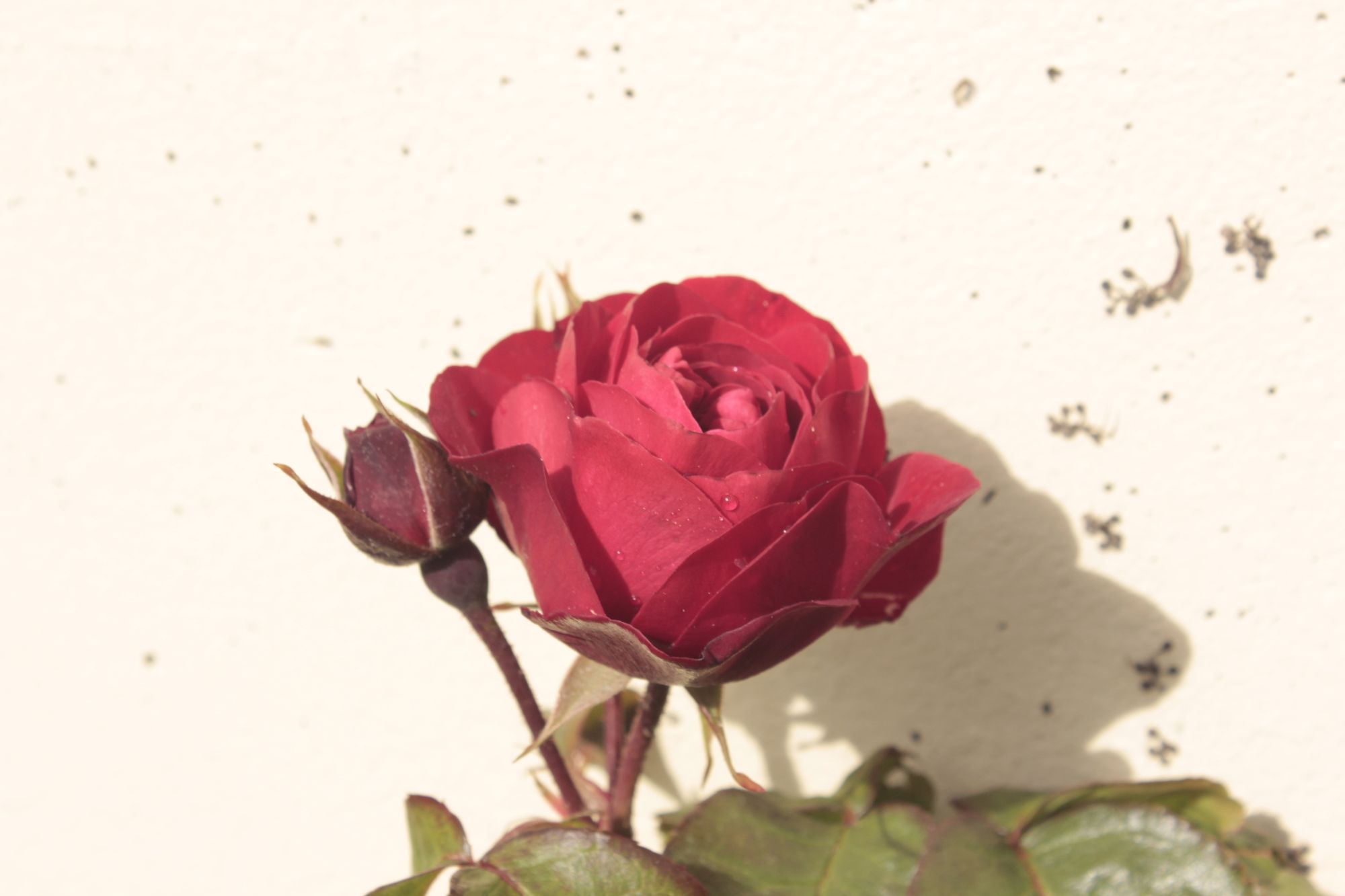 Make the reference image of a red rose as a surreal abstract impasto oil painting, textured brushstrokes, fragmented and dissolving into thi...