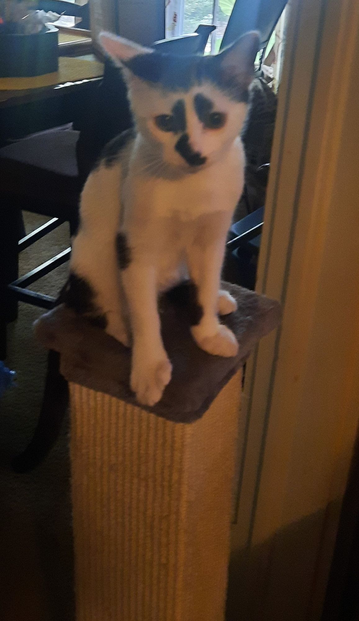 <lora:Rorschach:0.9>A white cat with  ink botch shaped black spots, mostly white body, with a black tail and black paw on his left back leg...