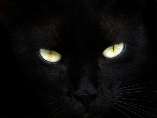 Eye-Q