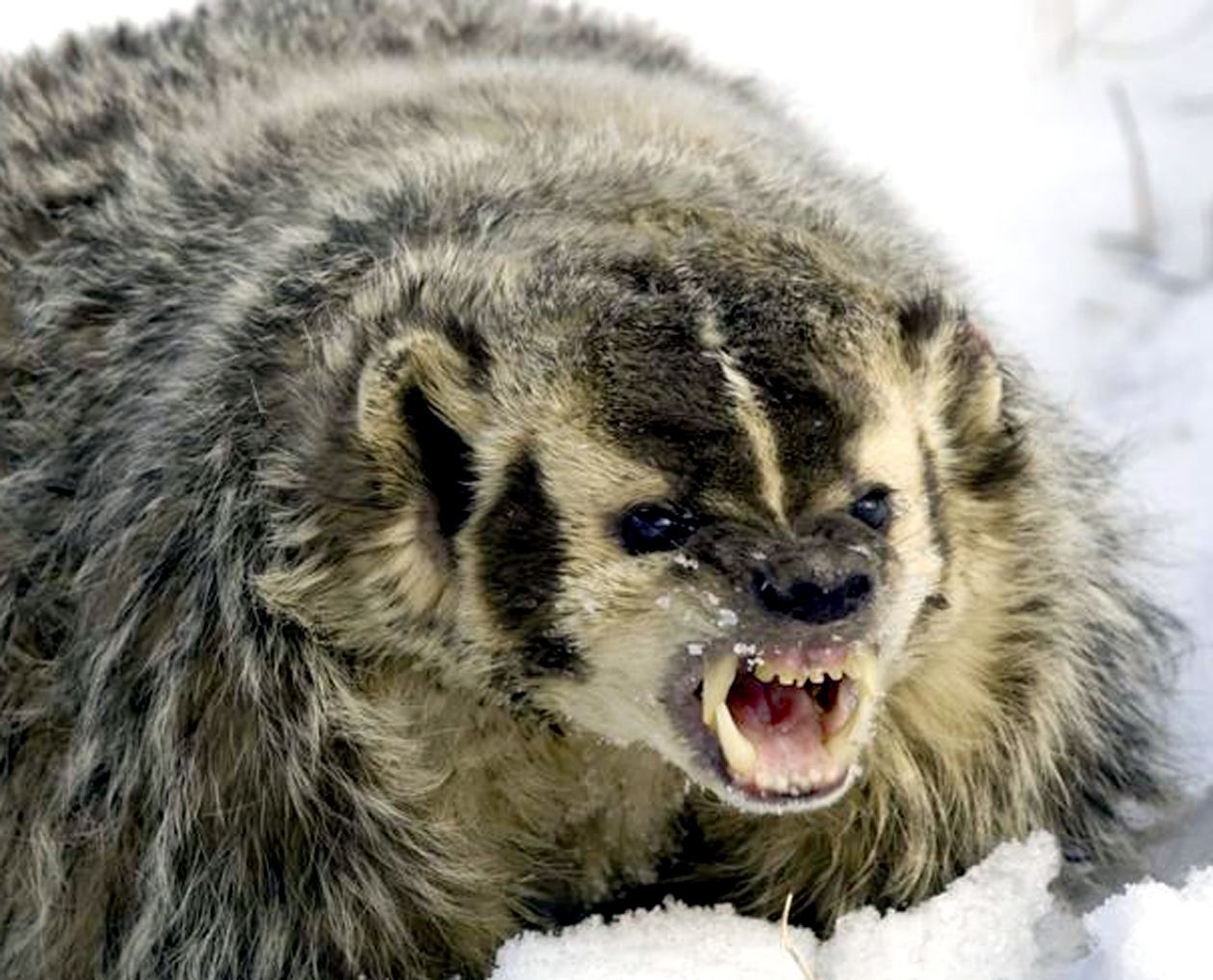 AngryBadger