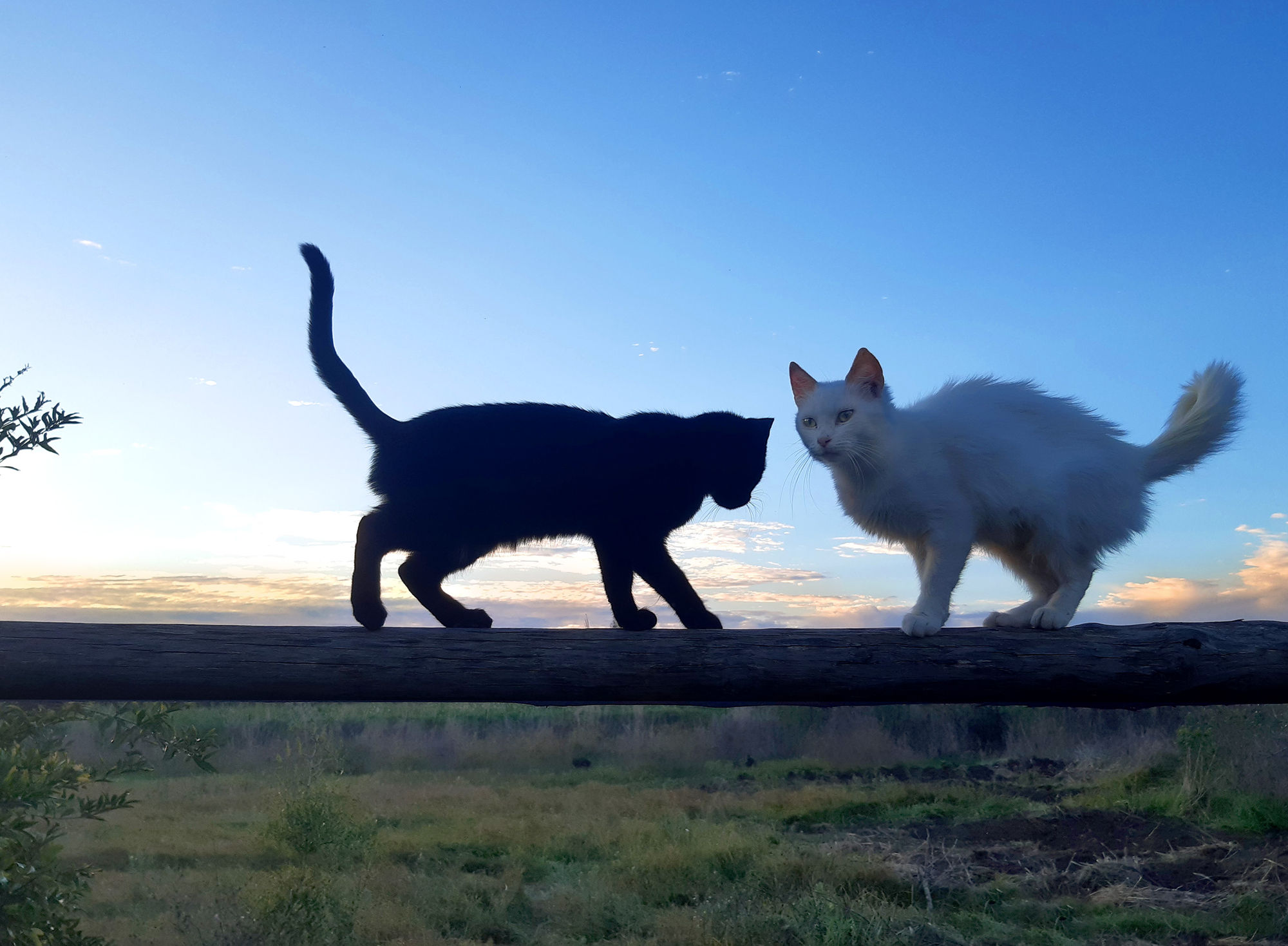 gothic style with background fire