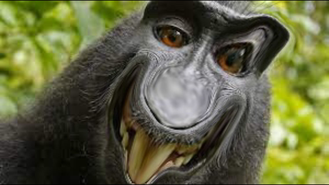 Selfie of a monkey