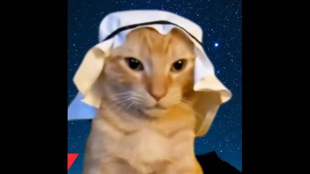 Arab cat