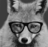 Dr_Fox