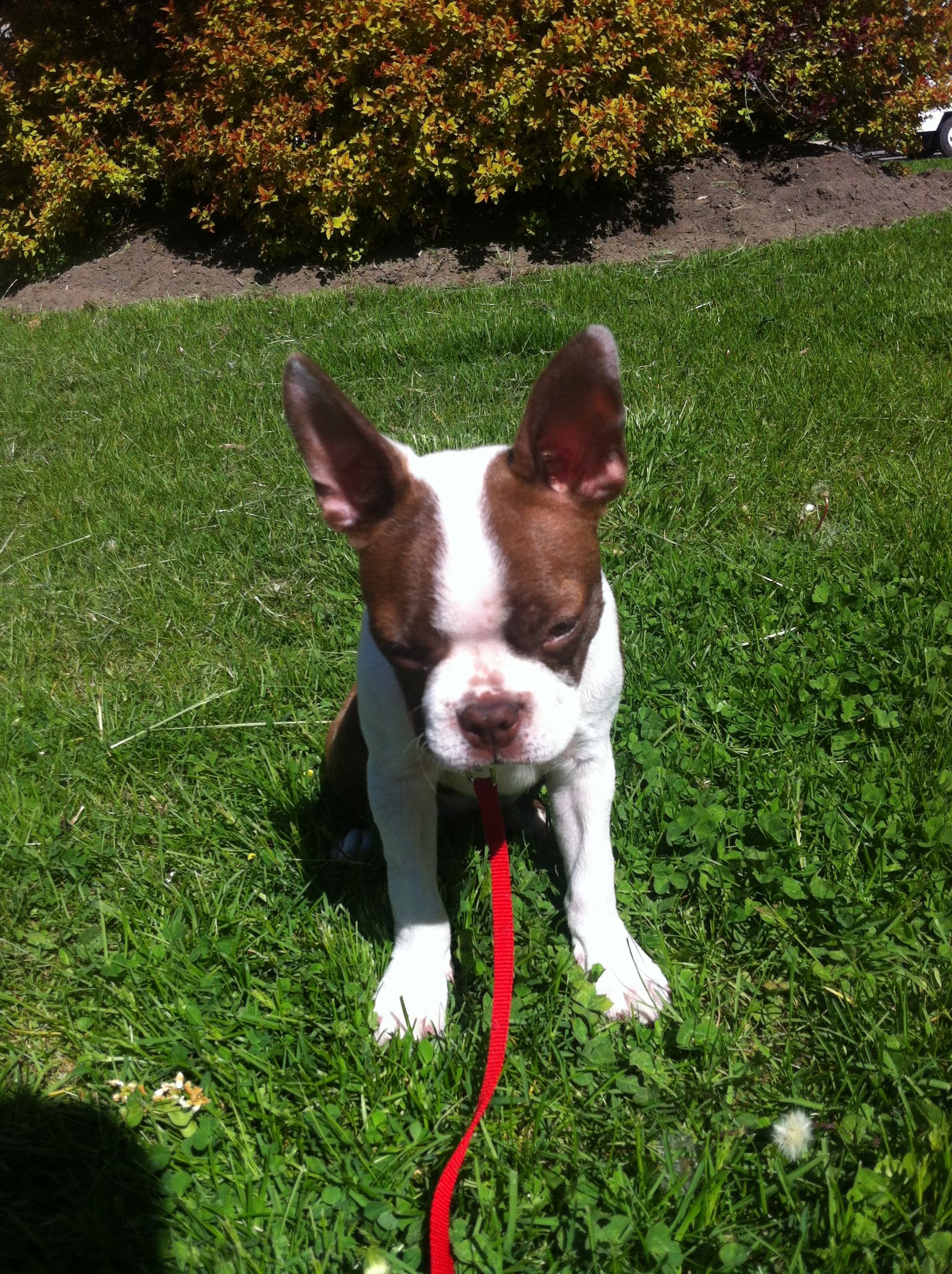 BostonTerrier