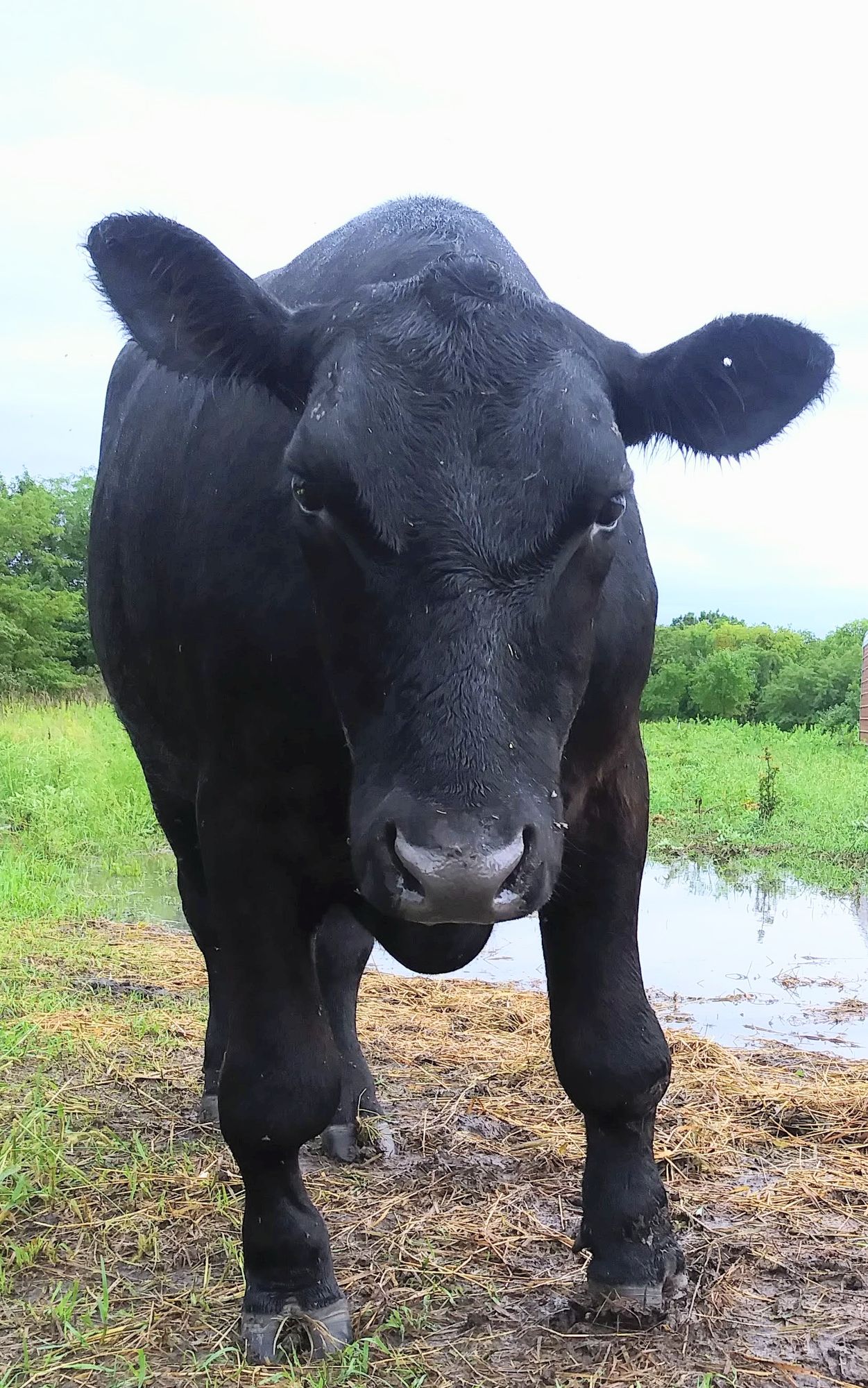 The cow is in a lush green pasture with a pond in the background and lots of cedar trees with low hanging branches. There's also a brown qua...