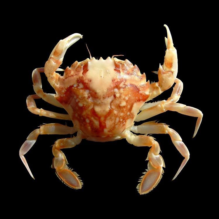 Steampunk crab