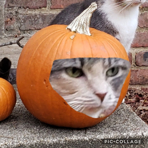 PumpkinCat