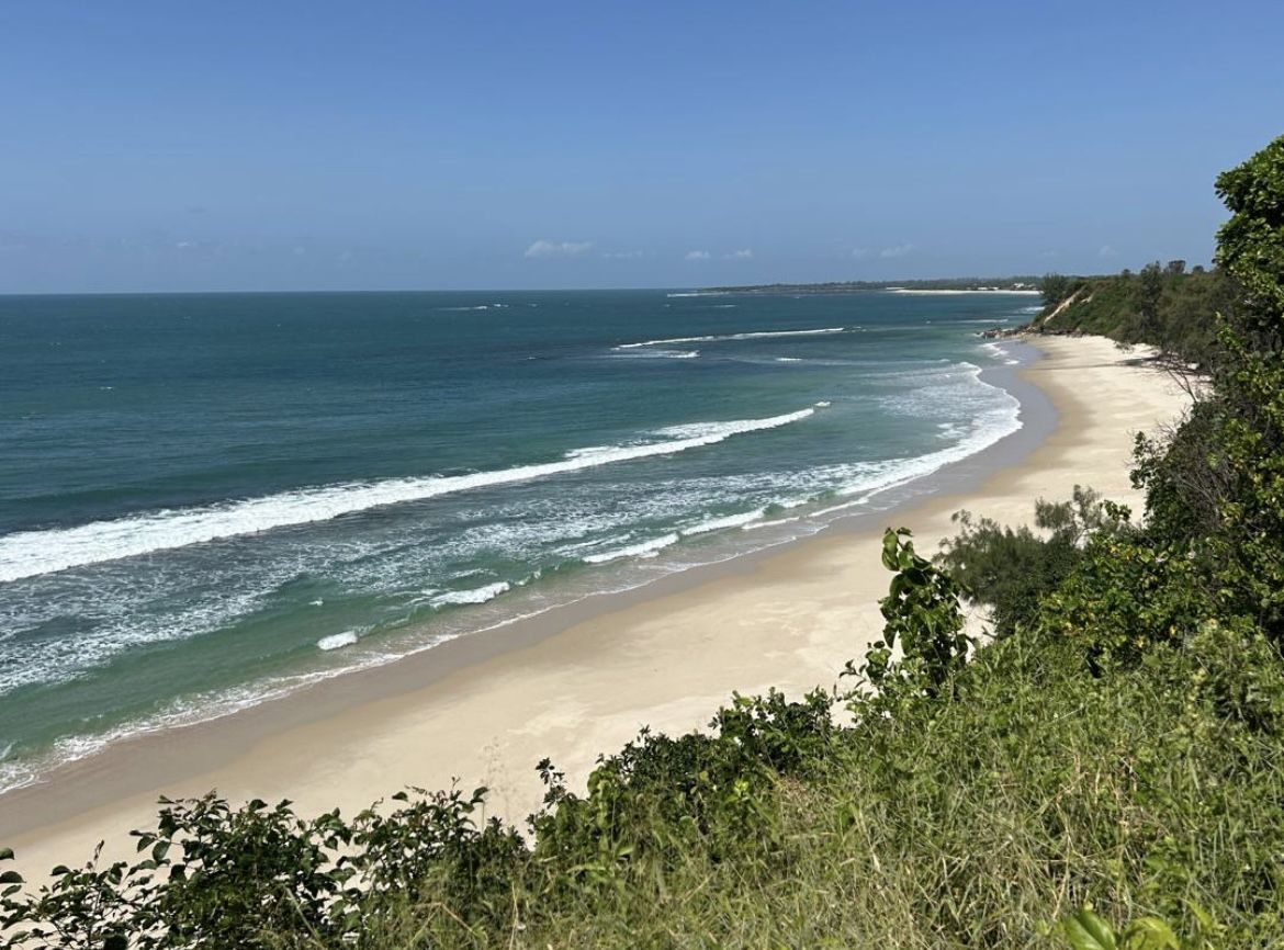 Turtle returning to lay her eggs 💛