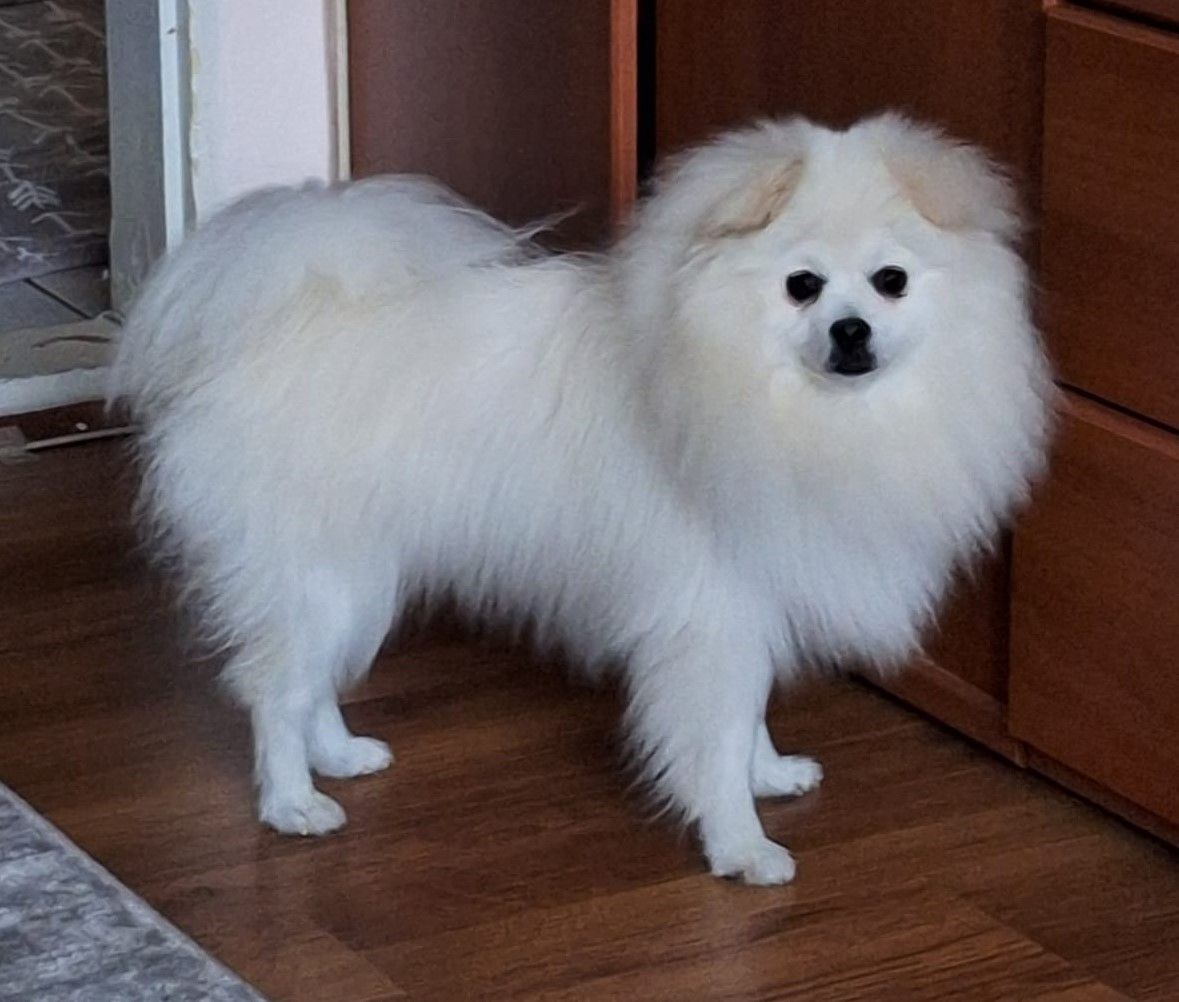 Recreate the start image with a different background, natural setting. In the image is a white pomeranian mix dog very similar in physiognom...